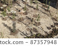 February tree planting ① 87357948