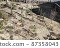 February tree planting ③ 87358043