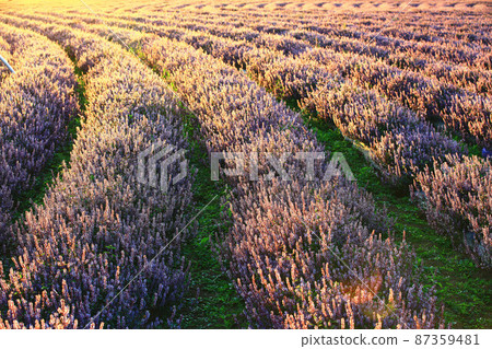 鐵線蓮（鐵線蓮、鐵線蓮、鐵線蓮、柴火、小花鐵線蓮、稻田、水洗）花 87359481