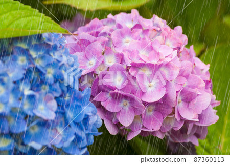 雨和繡球強調雨 87360113