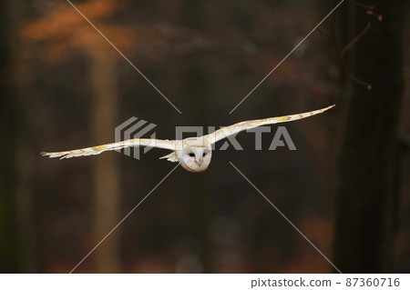 Autumn evening with owl. Flying nice Barn Owl in nice orange autumn forest. Autumn forest with beautiful bird. Owl fly, wildlife animal. Tyto alba Autumn evening with owl. Flying nice Barn Owl in nice orange autumn forest. Autumn forest with beautiful bird. Owl fly, wildlife animal. Tyto alba 87360716
