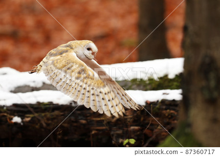 Autumn evening with owl. Flying nice Barn Owl in nice orange autumn forest. Autumn forest with beautiful bird. Owl fly, wildlife animal. Tyto alba Autumn evening with owl. Flying nice Barn Owl in nice orange autumn forest. Autumn forest with beautiful bird. Owl fly, wildlife animal. Tyto alba 87360717