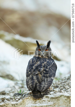 Big Eurasian Eagle Owl, bird sitting on the rock, nature scene of wild owl (Bubo bubo) Big Eurasian Eagle Owl, bird sitting on the rock, nature scene of wild owl (Bubo bubo) 87360718