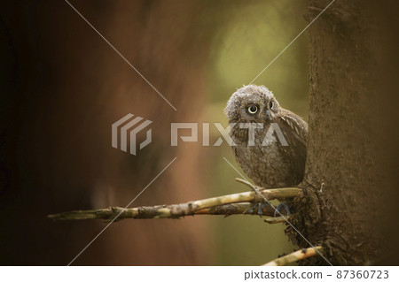 Scops Owl, Otus scops, sitting on tree branch in the forest. Wildlife animal scene from nature. Little bird, owl close-up, nesting. 87360723