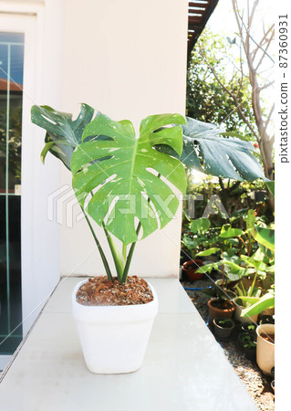 monstera thai constellation or Monstera, Herricane plant or Swiss cheese. 87360931