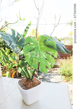 monstera thai constellation or Monstera, Herricane plant or Swiss cheese 87360996