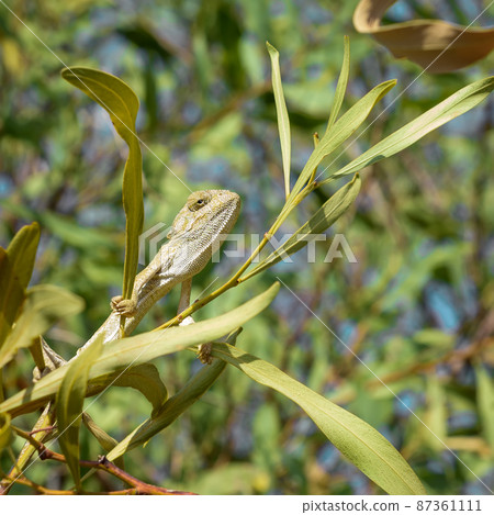 Yellow chameleon sits on a tree branch with proud and arrogant look 87361111