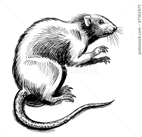 Big rat. Ink black and white drawing Big rat. Ink black and white drawing 87362973