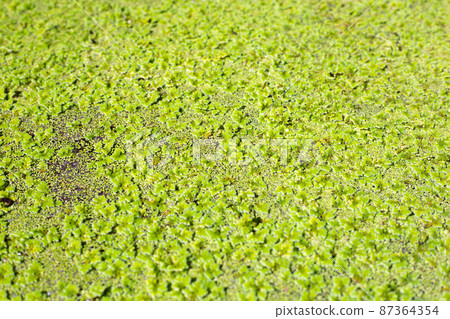 Green mosquito fern or water fern Green mosquito fern or water fern 87364354