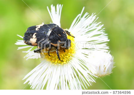 Glycyphana vulgaris 吮吸 halzion 花 Glycyphana vulgaris 吮吸 halzion 花 87364896