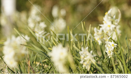 Narcissus Narcissus 87365002