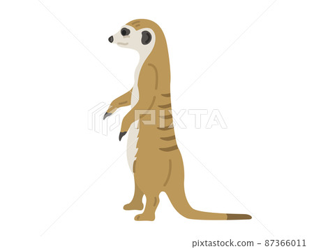 站立,貓鼬圖 站立,貓鼬圖 87366011