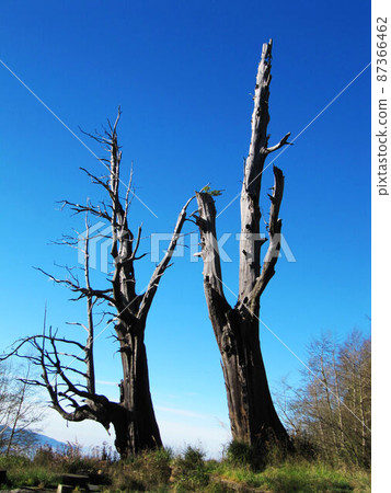 阿里山、新中浩郎 87366462