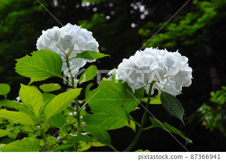 Hydrangea in the precincts of Gansenji, Kizugawa City, Kyoto Prefecture Hydrangea in the precincts of Gansenji, Kizugawa City, Kyoto Prefecture 87366941