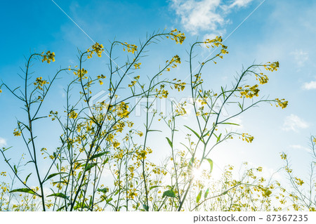 Spring "Saitama Prefecture" Shiba River riverbed where rape blossoms bloom 87367235