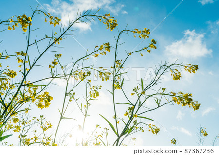 Spring "Saitama Prefecture" Shiba River riverbed where rape blossoms bloom Spring "Saitama Prefecture" Shiba River riverbed where rape blossoms bloom 87367236