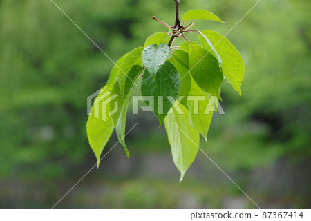 Fresh green young leaves Fresh green young leaves 87367414