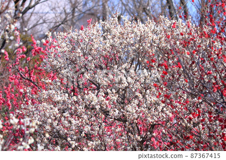 White winter solstice plums and three types of plums, red and pink White winter solstice plums and three types of plums, red and pink 87367415