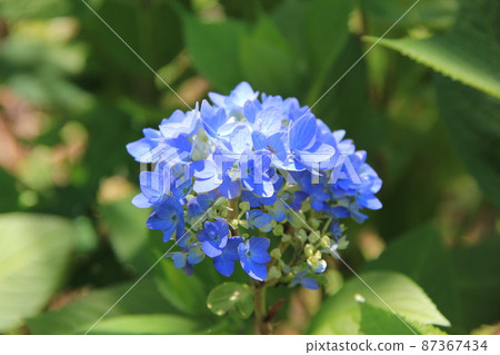 燦爛的藍色繡球花 87367434