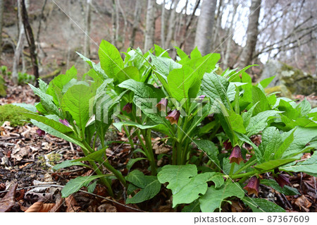 東莨菪草，一種有毒植物 87367609