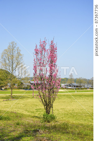 在飛鳥歷史國家公園“石階區”盛開的桃花 在飛鳥歷史國家公園“石階區”盛開的桃花 87367736