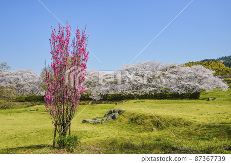 Terute peach blooming in the Asuka Historical National Park "Stone Stage District" 87367739