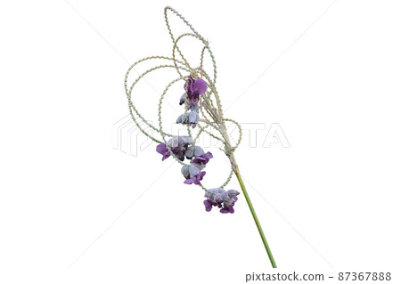 Water Canna Flower (Thalia dealbata Fraser) 87367888