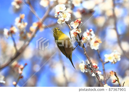 White-eye that sucks the dense plums White-eye that sucks the dense plums 87367901
