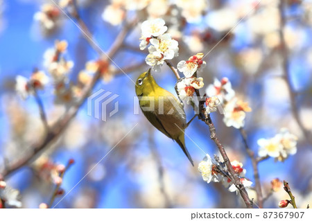 White-eye that sucks the dense plums 87367907
