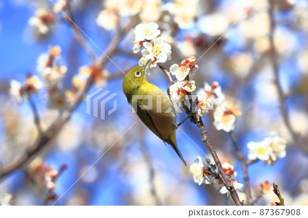 White-eye that sucks the dense plums 87367908