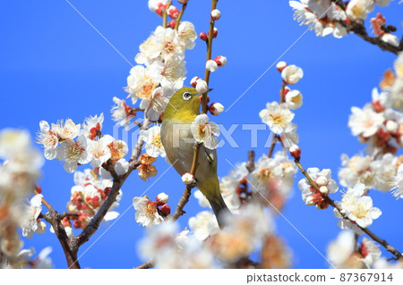 White-eye that sucks the dense plums 87367914