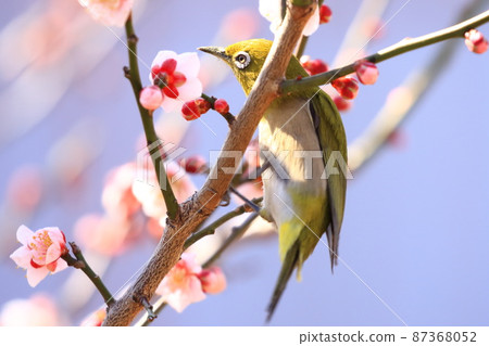 White-eye that sucks the dense plums White-eye that sucks the dense plums 87368052