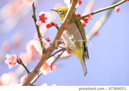 White-eye that sucks the dense plums White-eye that sucks the dense plums 87368053