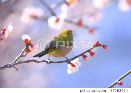 White-eye that sucks the dense plums White-eye that sucks the dense plums 87368054