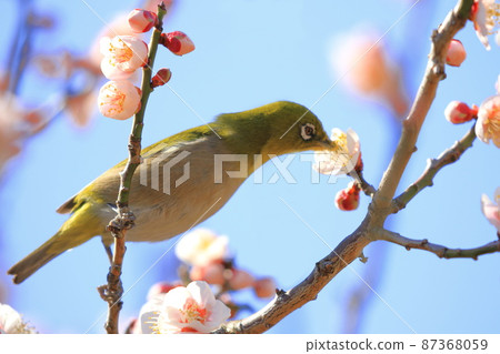 White-eye that sucks the dense plums White-eye that sucks the dense plums 87368059