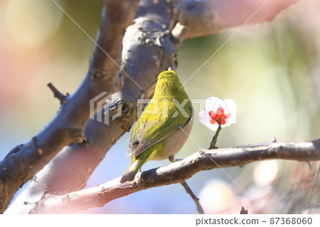 White-eye that sucks the dense plums White-eye that sucks the dense plums 87368060