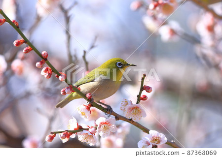 White-eye that sucks the dense plums 87368069