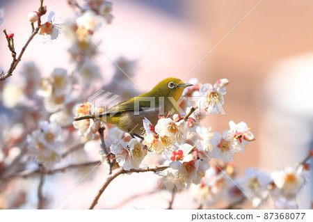 White-eye that sucks the dense plums White-eye that sucks the dense plums 87368077