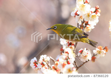 White-eye that sucks the dense plums White-eye that sucks the dense plums 87368120