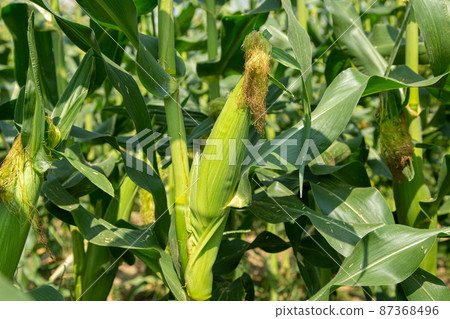 fresh corn cob on plant fresh corn cob on plant 87368496