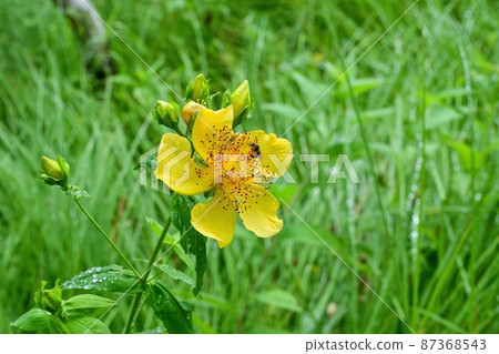 Hypericum ascyron flowers in full bloom quietly @ Kamikochi, Nagano 87368543