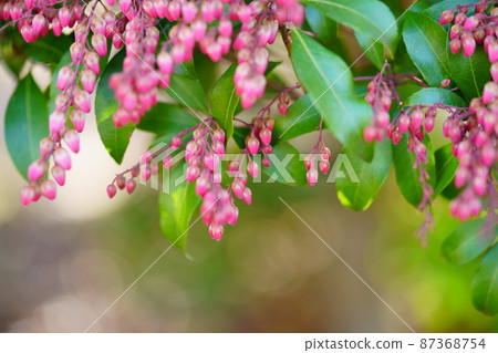 仍然年輕的早春日本仙女座樹 87368754