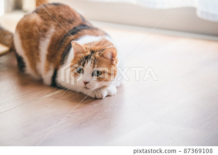 Fashionable interior and cute cat Fashionable interior and cute cat 87369108