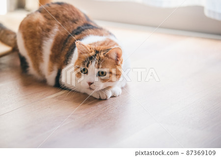 Fashionable interior and cute cat Fashionable interior and cute cat 87369109
