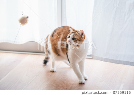 Fashionable interior and cute cat Fashionable interior and cute cat 87369116