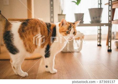 Fashionable interior and cute cat Fashionable interior and cute cat 87369137