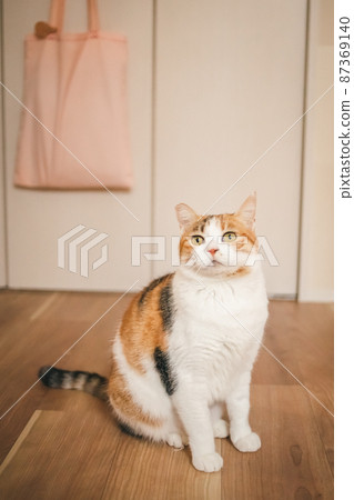 Fashionable interior and cute cat Fashionable interior and cute cat 87369140