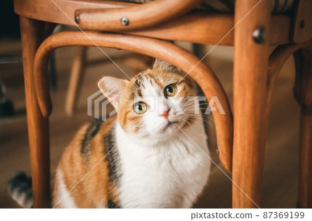 Fashionable interior and cute cat Fashionable interior and cute cat 87369199