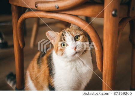 Fashionable interior and cute cat Fashionable interior and cute cat 87369200