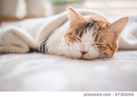 時尚的內飾和可愛的貓 87369266